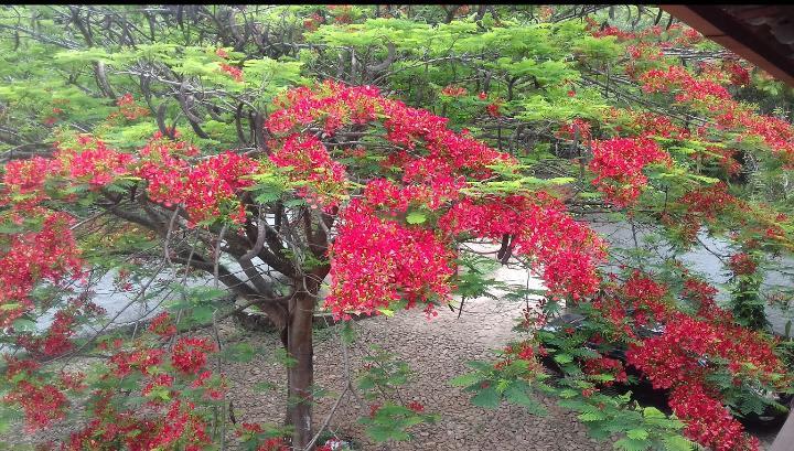 Pousada Cortina De Folhas 티라덴티스 외부 사진